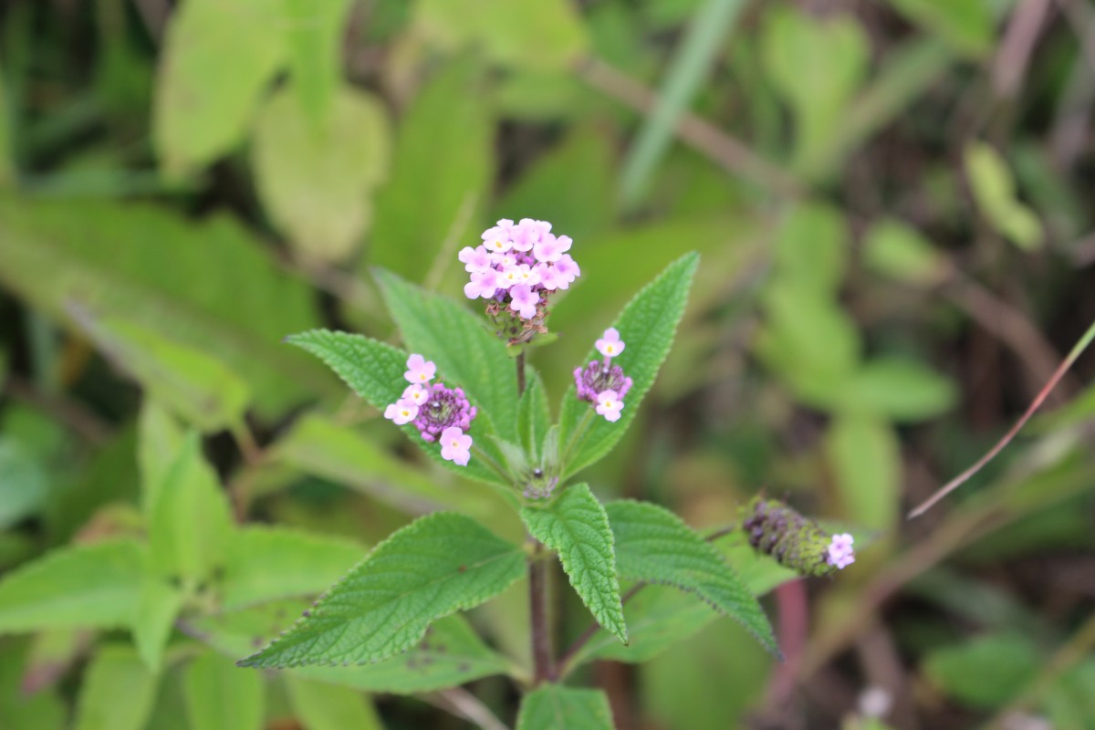 Lantana trifolia L.